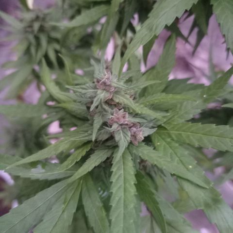 Unknown strain growlog photo: Away for 4 days came back and check on here loads of aphids under the buds and some white substance misted with diluted alcohol.