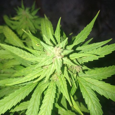 Unknown strain growlog photo: Away for 4 days came back and check on here loads of aphids under the buds and some white substance misted with diluted alcohol.