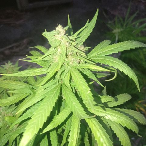 Unknown strain growlog photo: Away for 4 days came back and check on here loads of aphids under the buds and some white substance misted with diluted alcohol.