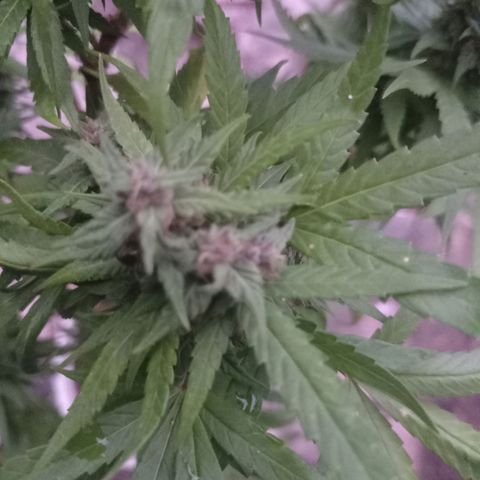 Unknown strain growlog photo: Away for 4 days came back and check on here loads of aphids under the buds and some white substance misted with diluted alcohol.