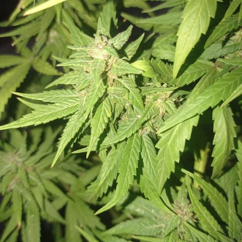 Unknown strain growlog photo: Away for 4 days came back and check on here loads of aphids under the buds and some white substance misted with diluted alcohol.