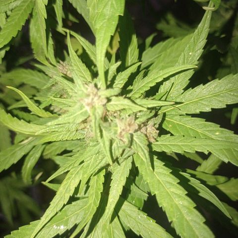 Unknown strain growlog photo: Away for 4 days came back and check on here loads of aphids under the buds and some white substance misted with diluted alcohol.