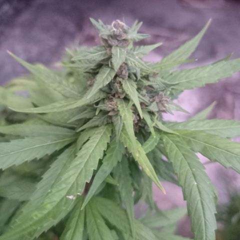 Unknown strain growlog photo: Away for 4 days came back and check on here loads of aphids under the buds and some white substance misted with diluted alcohol.