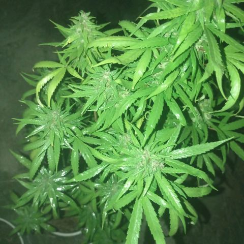 Unknown strain growlog photo: Just another spray section 