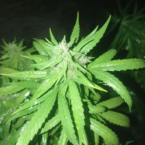 Unknown strain growlog photo: Just another spray section 