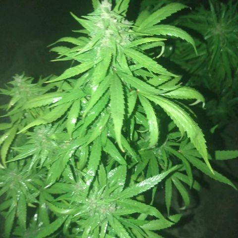 Unknown strain growlog photo: Just another spray section 