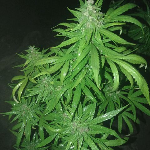 Unknown strain growlog photo: Just another spray section 