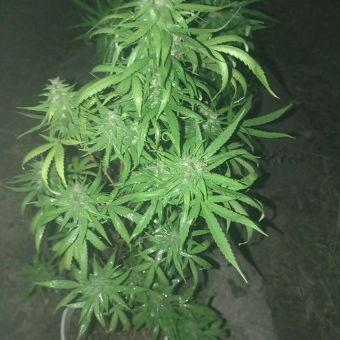 Unknown strain growlog photo: Just another spray section 