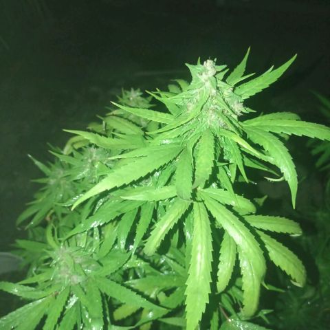 Unknown strain growlog photo: Just another spray section 