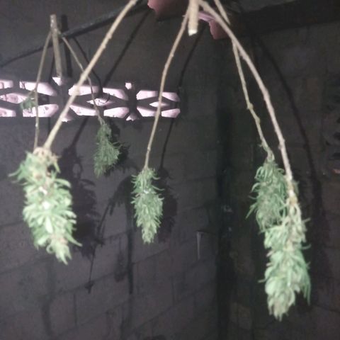 Unknown strain growlog timeline photo