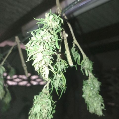 Unknown strain growlog timeline photo