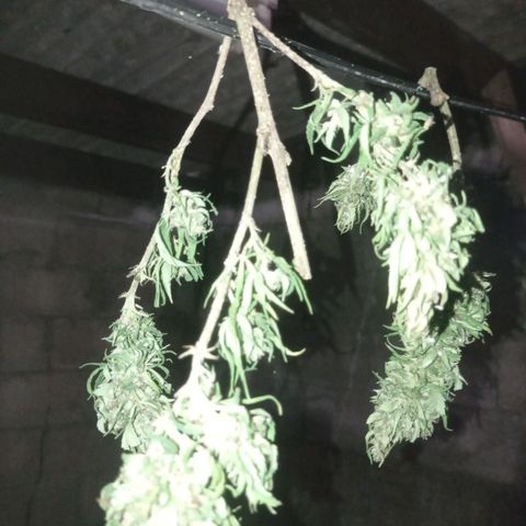 Unknown strain growlog timeline photo