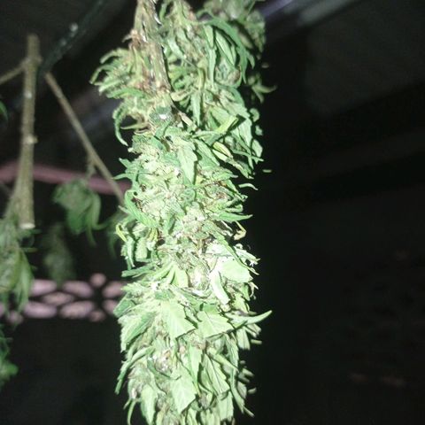 Unknown strain growlog timeline photo