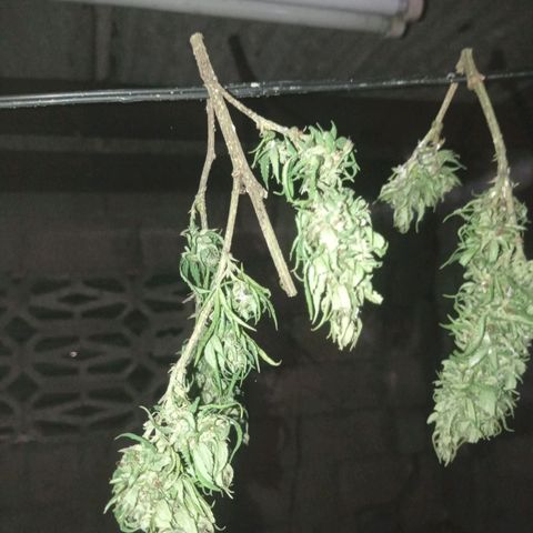 Unknown strain growlog timeline photo