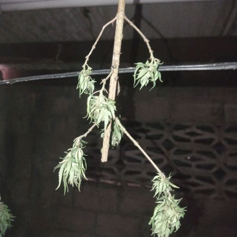 Unknown strain growlog timeline photo