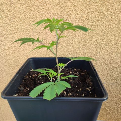 Runtz growlog timeline photo