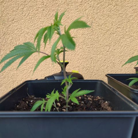 Runtz growlog timeline photo