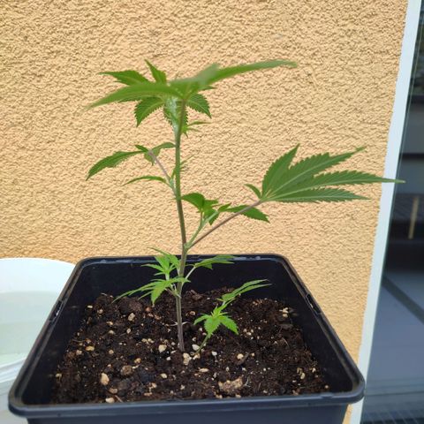 Runtz growlog timeline photo
