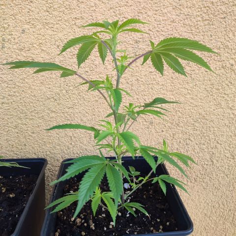 Runtz growlog timeline photo