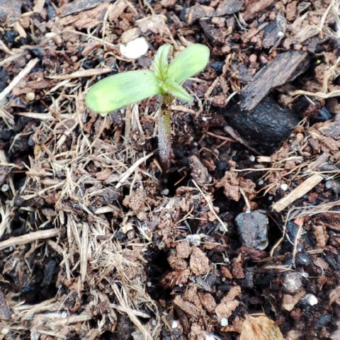 Early Skunk Automatic growlog timeline photo