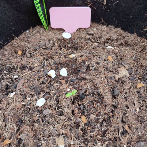 Early Skunk Automatic growlog timeline photo