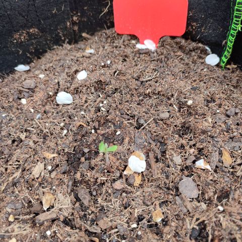 Early Skunk Automatic growlog timeline photo
