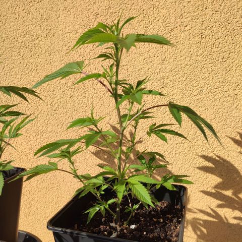 Runtz growlog timeline photo