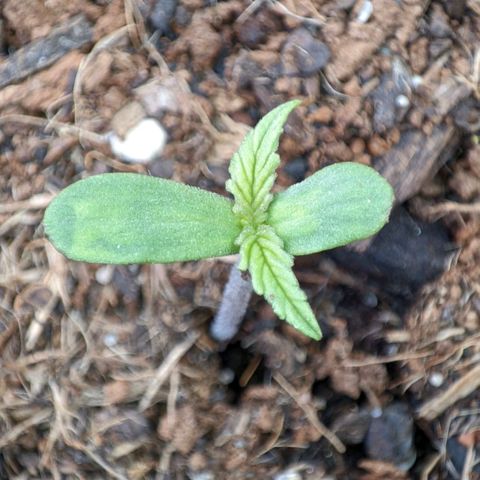 Early Skunk Automatic growlog timeline photo