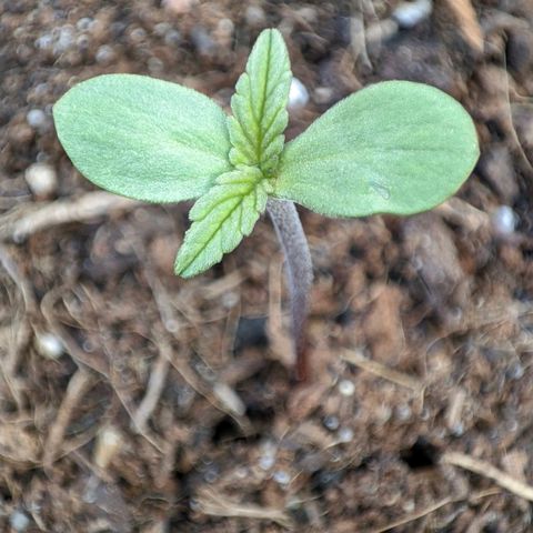 Early Skunk Automatic growlog timeline photo