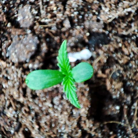 Early Skunk Automatic growlog timeline photo
