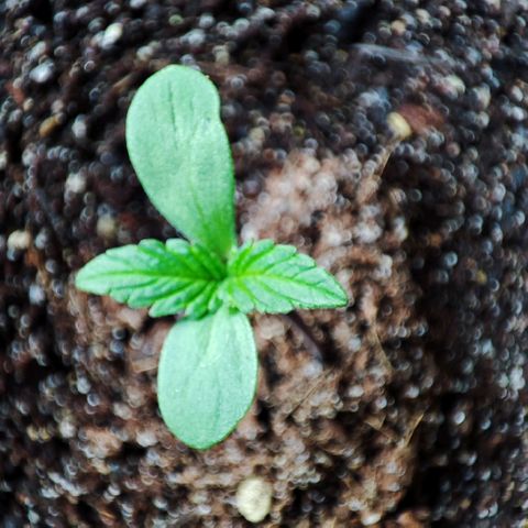 Early Skunk Automatic growlog timeline photo