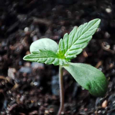 Early Skunk Automatic growlog timeline photo