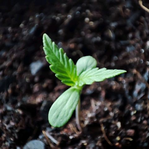 Early Skunk Automatic growlog timeline photo