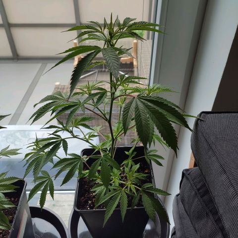 Runtz growlog timeline photo