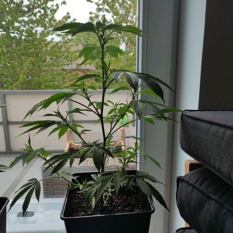 Runtz growlog timeline photo