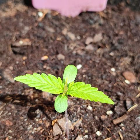 Early Skunk Automatic growlog timeline photo