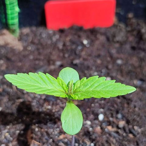 Early Skunk Automatic growlog timeline photo