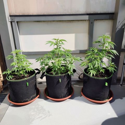 Runtz growlog timeline photo