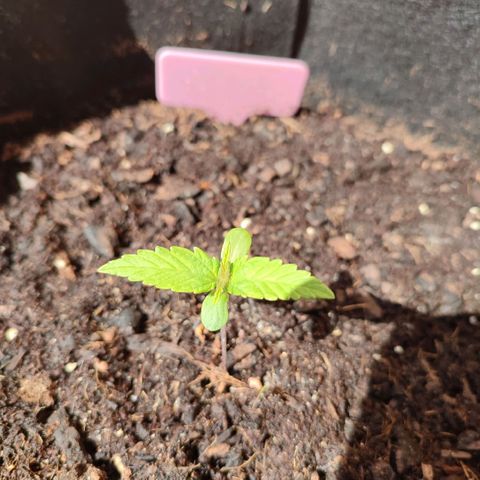 Early Skunk Automatic growlog timeline photo