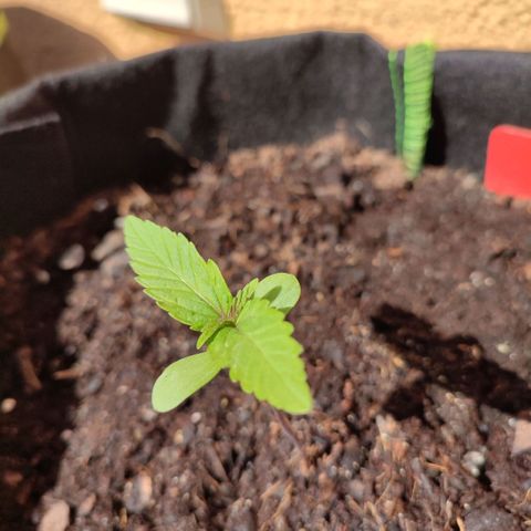 Early Skunk Automatic growlog timeline photo