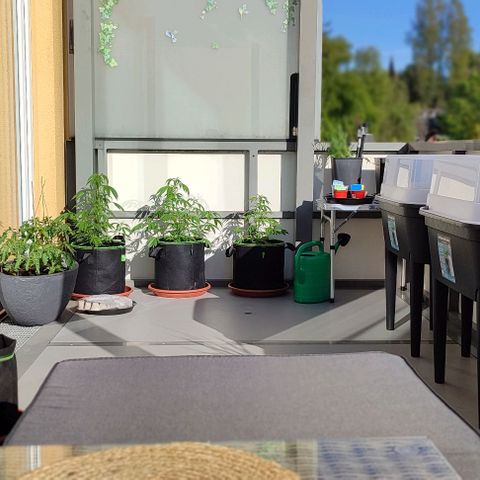 Runtz growlog timeline photo