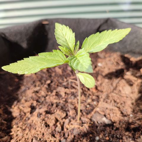 Early Skunk Automatic growlog timeline photo