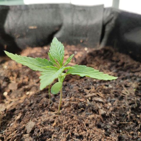 Early Skunk Automatic growlog timeline photo