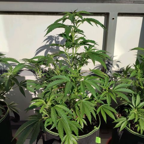Runtz growlog timeline photo