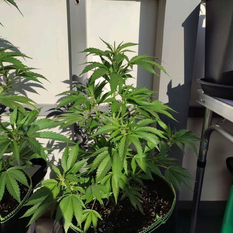 Runtz growlog timeline photo