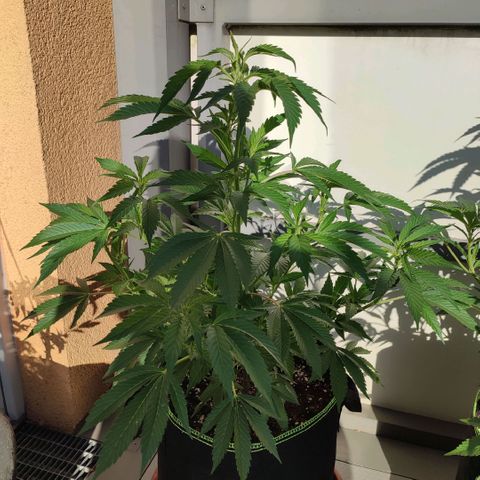 Runtz growlog timeline photo