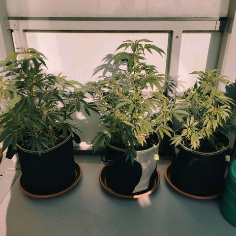 Runtz growlog timeline photo