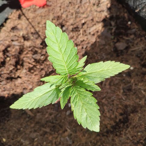 Early Skunk Automatic growlog timeline photo