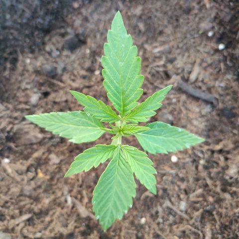 Early Skunk Automatic growlog timeline photo