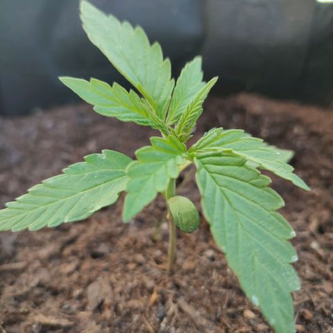 Early Skunk Automatic growlog timeline photo